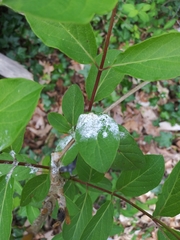 Sclerotinia sclerotiorum