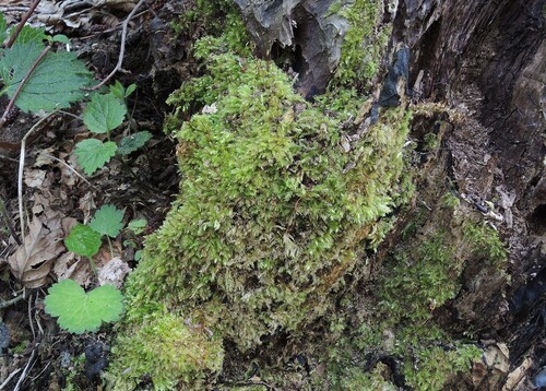 Brachytheciastrum velutinum, 2026-04-26
