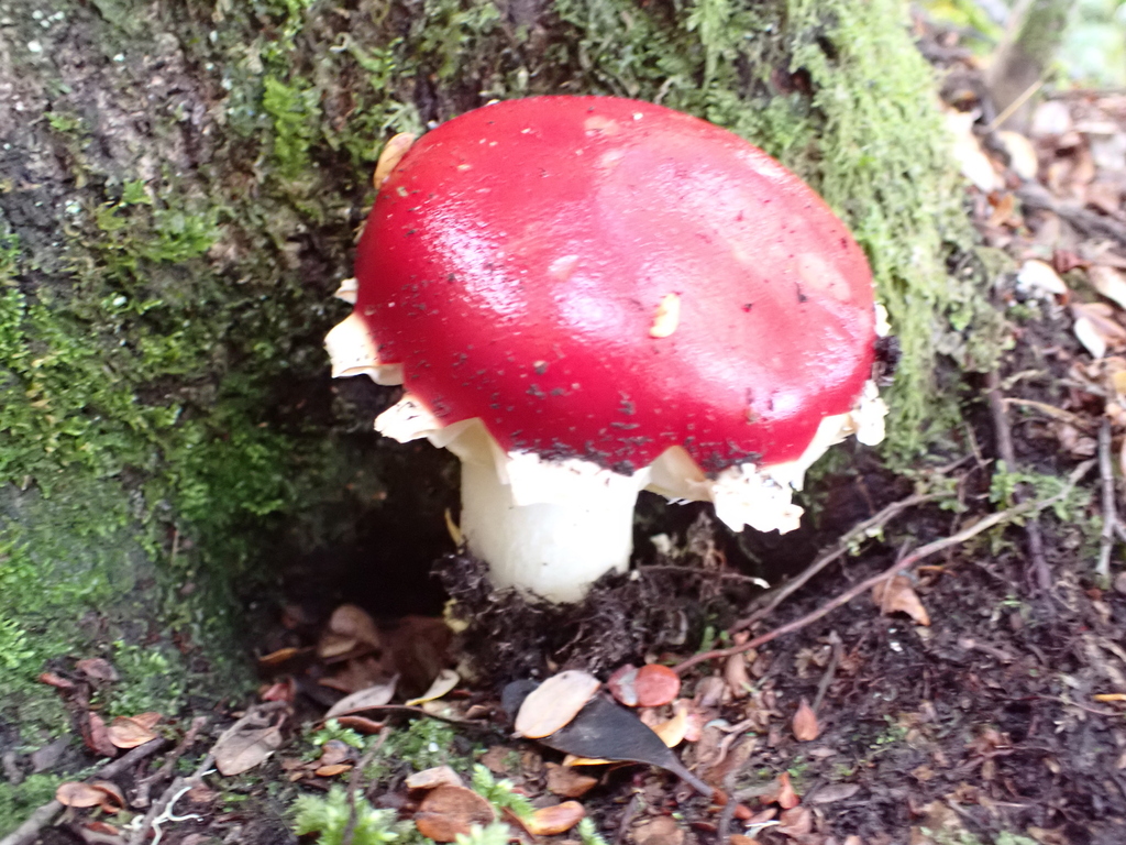 Amanita muscaria · April 2026 · photo: © pcartier (iNaturalist, cc-by-nc)