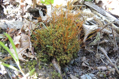 Tortula subulata observed 2026-04-26