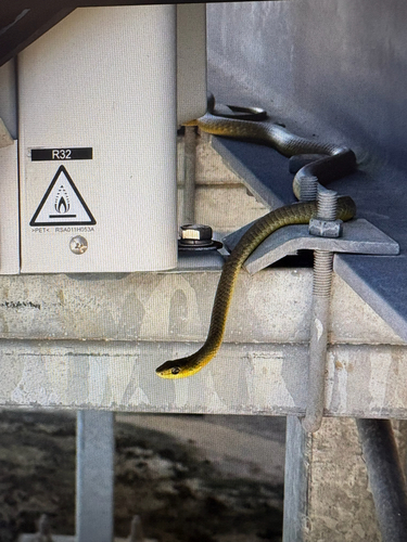 Common Tree Snake