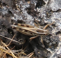 Dichroplus pratensis