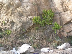 Asplenium marinum
