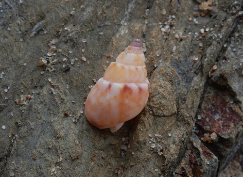Nassarius spiratus, 2026-04-28