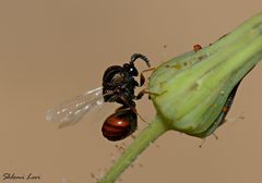 Eucharitidae