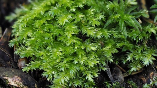 Plagiothecium succulentum observed 2026-04-26