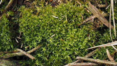 Scopelophila cataractae observed 2026-04-26