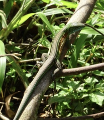 Cnemidophorus gaigei