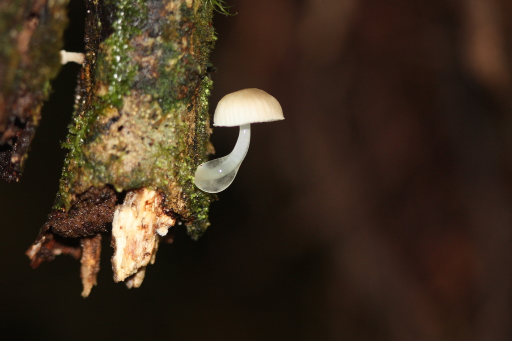 Roridomyces austrororidus · April 2026 · photo: © juliette_f (iNaturalist, cc-by)