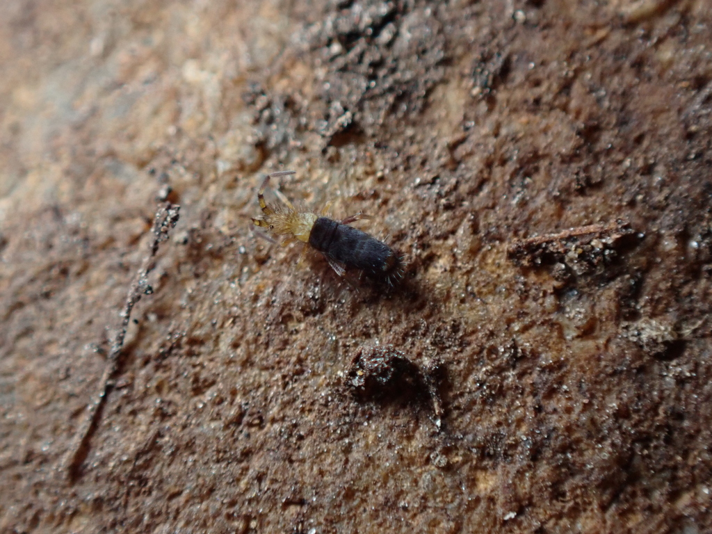 Orchesella folsomi