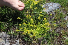 Sanicula arctopoides, photograph (c) Abby Hyde, some rights reserved (CC BY)