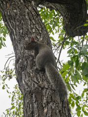 Sciurus carolinensis