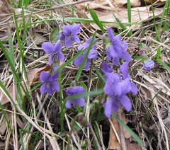 Viola hirta