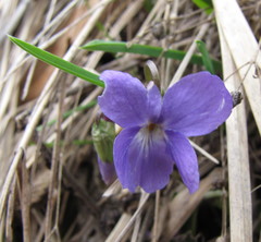 Viola hirta