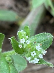 Myosotis macrosperma
