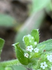 Myosotis macrosperma