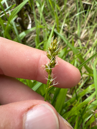 Dense sedge (Carex densa)