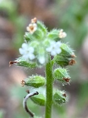 Myosotis macrosperma
