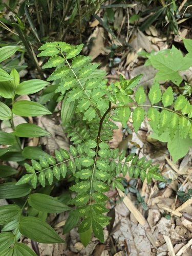Zanthoxylum piperitum, photograph 4