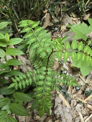 Zanthoxylum piperitum, photograph (c) WATANABE Hitoshi 渡辺仁, some rights reserved (CC BY)