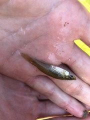 Fundulus dispar