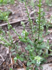 Myosotis macrosperma