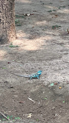 Siamese Blue Crested Lizard