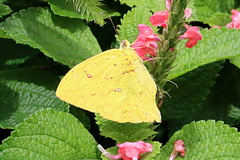 Phoebis neocypris virgo