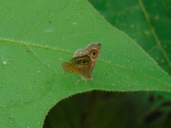 Perophthalma tullius