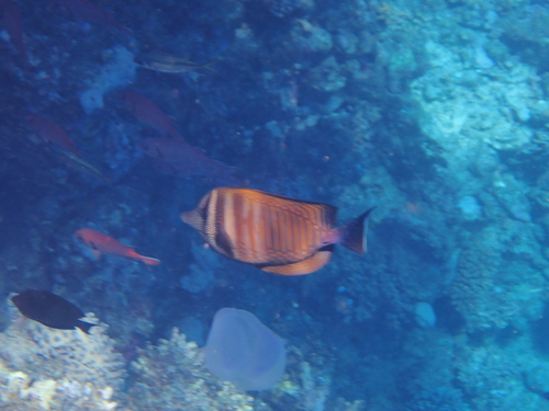 Zebrasoma desjardinii