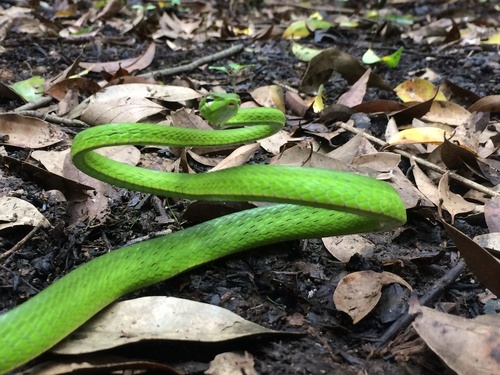 Oriental Whipsnake