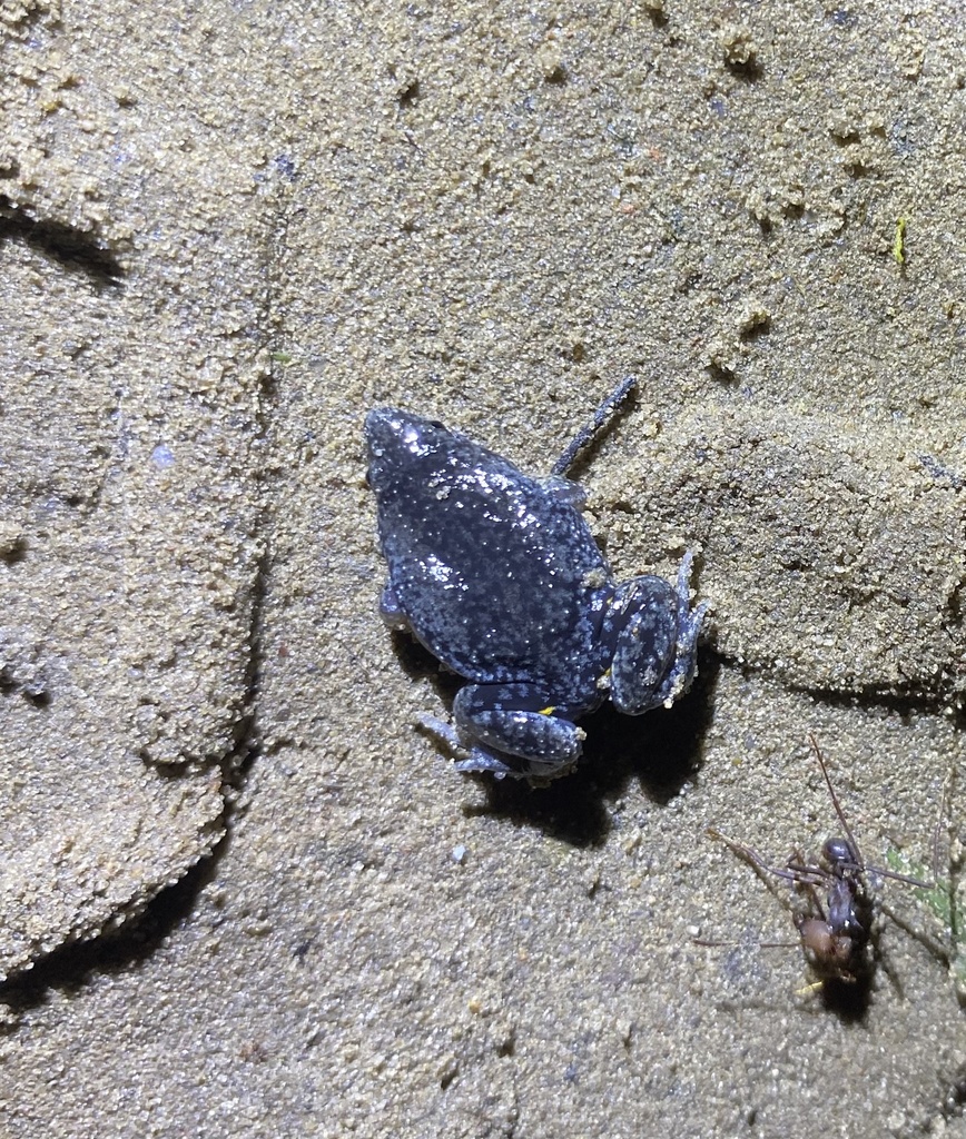 Common Oval Frog