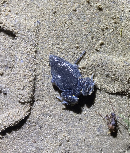 Common Oval Frog, Elachistocleis ovalis