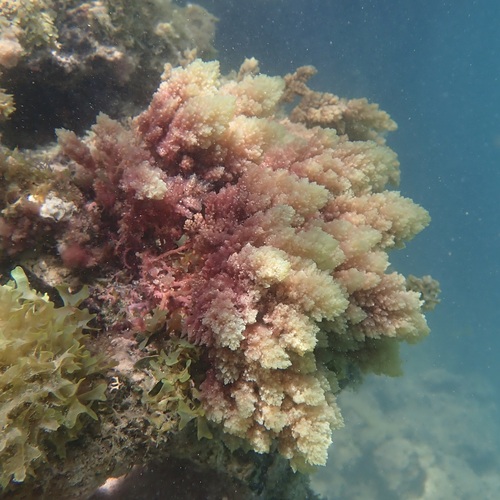 Asparagopsis taxiformis observed 2026-04-25