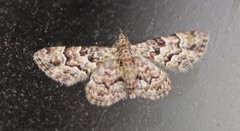 Gymnoscelis lophopus