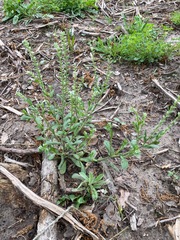 Myosotis macrosperma