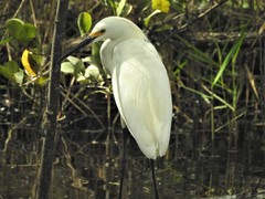 Egretta thula image