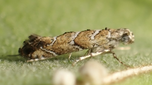 Philodoria marginestrigata observed 2026-04-27