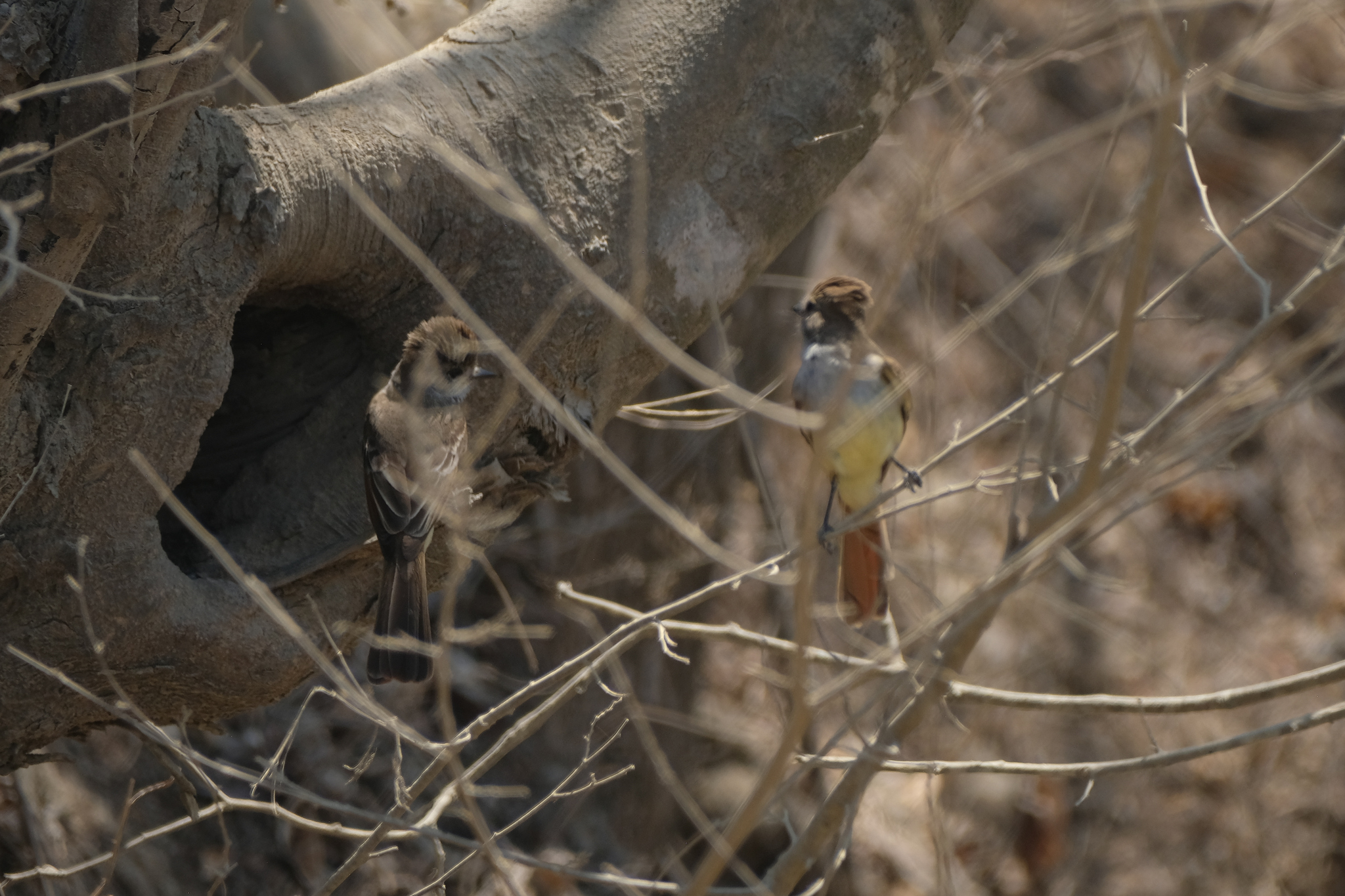 Nutting's Flycatcher (Myiarchus nuttingi), photo 5
