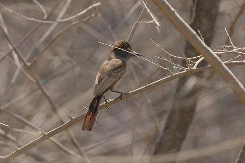 Nutting's Flycatcher (Myiarchus nuttingi), photo 4