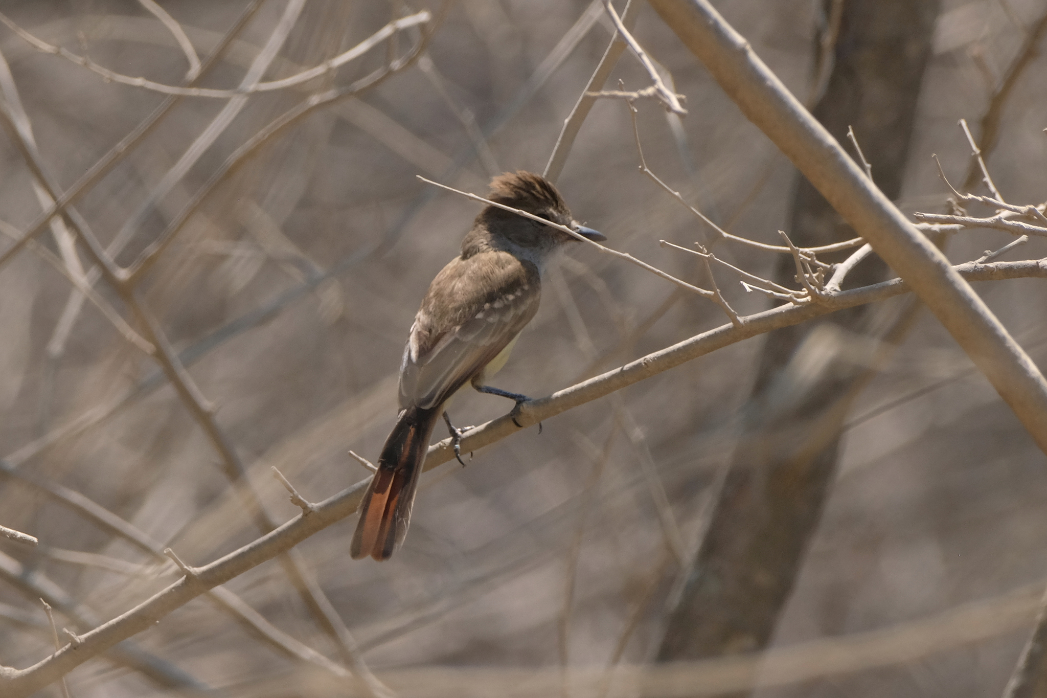 Nutting's Flycatcher (Myiarchus nuttingi), photo 4