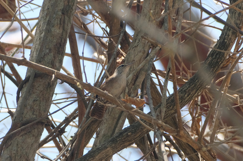 Sinaloa Wren (Thryophilus sinaloa), photo 3