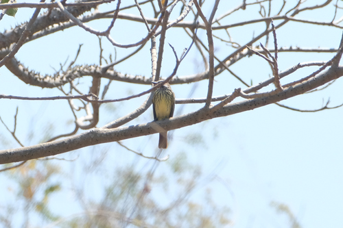 Sulphur-bellied Flycatcher (Myiodynastes luteiventris), photo 8