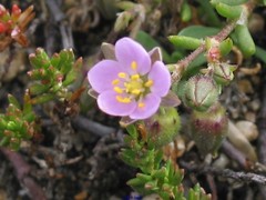 Spergularia rupicola