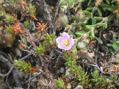 Spergularia rupicola