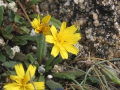 Leontodon tingitanus