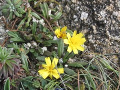 Leontodon tingitanus