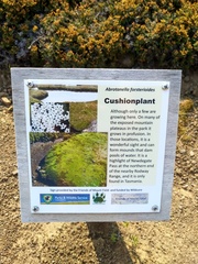 Abrotanella forsteroides