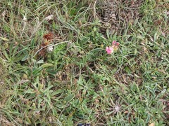 Anthyllis vulneraria iberica