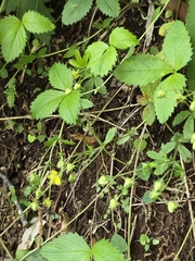 Potentilla freyniana